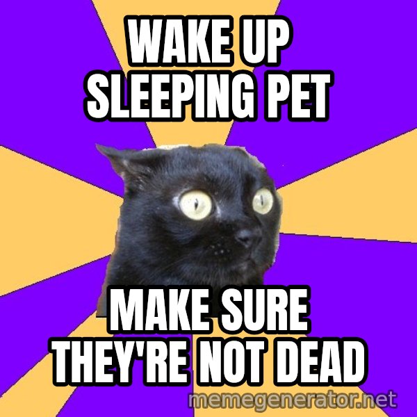 Anxiety Cat meme: wake up sleeping pet / make sure they're not dead