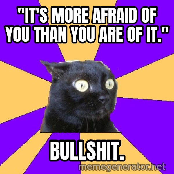 Anxiety Cat meme: "it's more afraid of you than you are of it." / BULLSHIT.