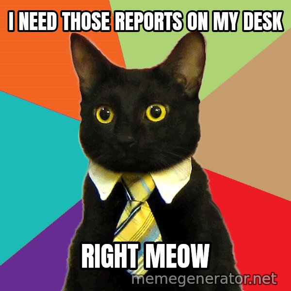 Business Cat meme: I need those reports on my desk / right meow