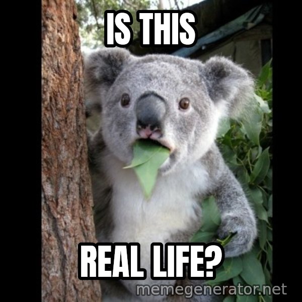 Koala can't believe it meme: Is this / real life?