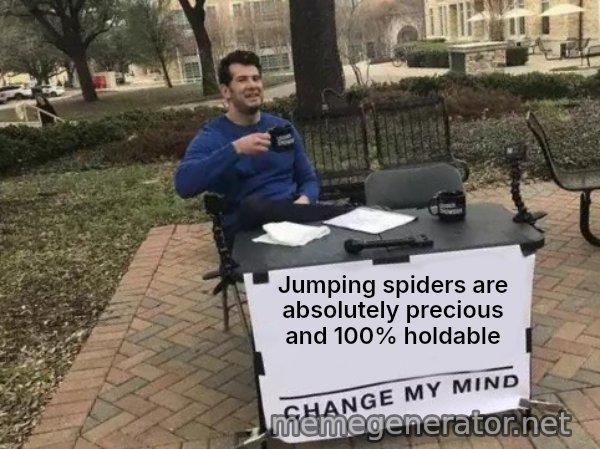 Change My Mind meme: Jumping spiders are absolutely precious and 100% holdable