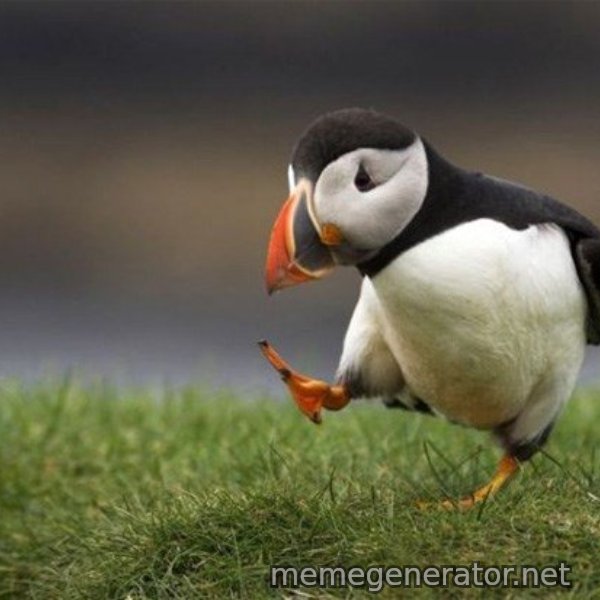 Unpopular Opinion Puffin meme template